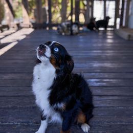 Belle - Toy Australian Shepherd