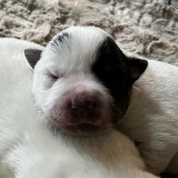 Boy 4 - Blue male Australian Cattle Dog puppy in Irvington, Kentucky from Dry Valley’s Australian Cattle Dogs