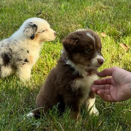 Mango Tango - Red tri male Miniature Australian Shepherd puppy in Oak Harbor, Washington from Happy-Go-Lucky Homestead