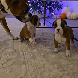 Boxer Puppies from Bayla Belle & Blossom's Boxers