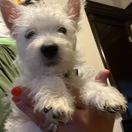 West Highland White Terrier All Grown Up from Mel’s Westies