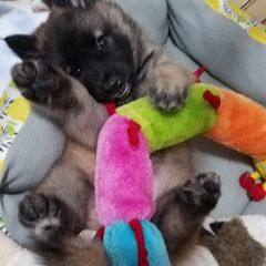 Belgian Tervuren Puppies from Devoue Belgians