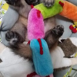 Belgian Tervuren Puppies from Devoue Belgians
