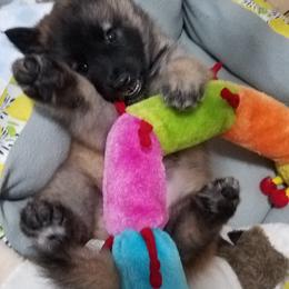 Belgian Tervuren Puppies from Devoue Belgians