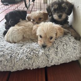 Yorkipoo Puppies from Bayless Yorkiepoos