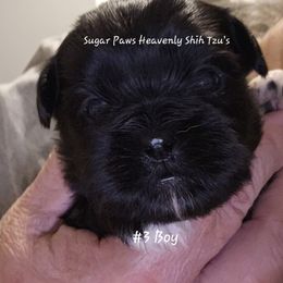 Third born - Black and white male Shih Tzu puppy in Havelock, North Carolina from Sugar Paws Heavenly Shih Tzu’s and Yorkshire Terriers