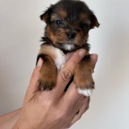 Honey - Black and tan female Yorkshire Terrier puppy in Beulaville, North Carolina from Sunset Ranch