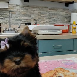 Yorkshire Terrier Puppies from Twilights Yorkies FL