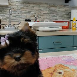Yorkshire Terrier Puppies from Twilights Yorkies FL