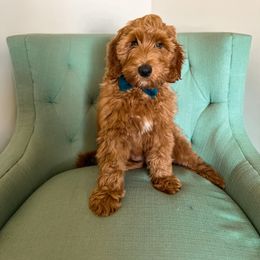 Goldendoodle Puppies from Ruby's Kit & Ka'Doodles