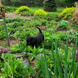 Labrador Retriever Puppies from Freedom Labradors
