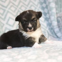 Vale - Black and tan male Pembroke Welsh Corgi puppy in Plains, Montana from Diamond Corgis