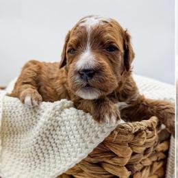 Orange collar boy - Red  male Goldendoodle puppy in Newcastle, Oklahoma from Ritzy Creek Doodles