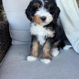 Abby - Tri-color female Bernedoodle puppy in Holtwood, Pennsylvania from Country Ridge Puppies