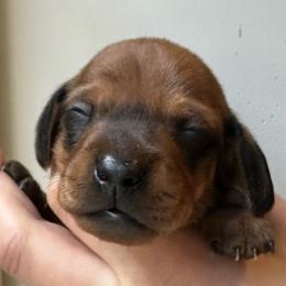 Athos - Red male Dachshund puppy in Crystal, Michigan from Mare-Bella Smoothcoat Edition
