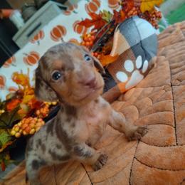 Maple - Chocolate and tan male Dachshund puppy in Hudson, Michigan from Mittentail Kennel Miniature Dachshunds & Australian Shepherds