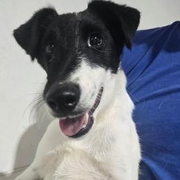 Oreo - White black and tan male Smooth Fox Terrier puppy in Lake City, Florida from Providence Kennels