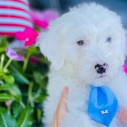 Goldie - White Sheepadoodle puppy in Knoxville, Tennessee from Fleury Farm Doodles TN