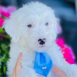 Goldie - White Sheepadoodle puppy in Knoxville, Tennessee from Fleury Farm Doodles TN