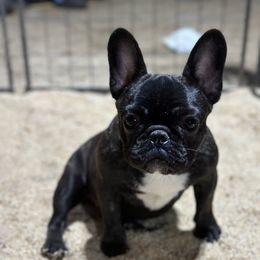 French Bulldog and Labrador Retriever Puppies from Desiree Ortiz's French Bull Dogs and Labrador Retrievers