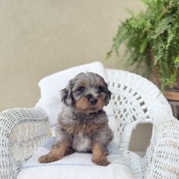 Silver mist - Blue merle female Assorted Doodle Crosses puppy in Springville, Utah from JW Doodles