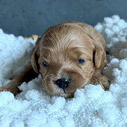 Gray - Red male Australian Labradoodle puppy in Auburn, Washington from West Valley Labradoodles