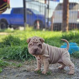 Tiny - Cream sable female Chinese Shar-Pei puppy in Bakersfield, California from Cashmerewrinkles