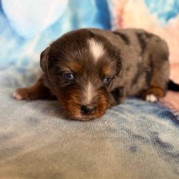 BoPeep - Blue merle female Miniature Australian Shepherd puppy in Buchanan, Georgia from Stanleyville Farm Mini Aussies