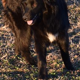 HALLE - Black female Australian Shepherd puppy in Nowata, Oklahoma from 4Feathers