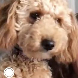Bernedoodle and Goldendoodle Puppies from I Dream of Doodles
