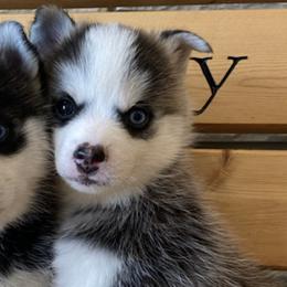 Pomskies from Spirit Pomskies