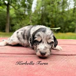 Mojito - Blue merle male Aussiedoodle puppy in Mulino, Oregon from Korbella Farm