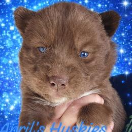 Dark blue boy - Red and white male Siberian Husky puppy in Terre Haute, Indiana from April's Huskies