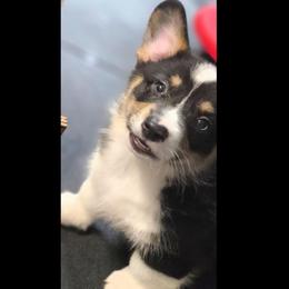 Drift - Full Throttle Litter - Black and tan male American Corgi puppy in Lithia, Florida from Diamondcrest Inc