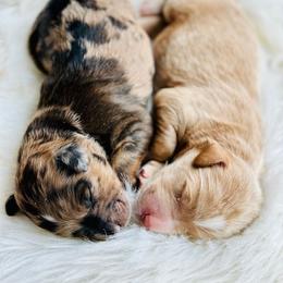 Poodle and Whoodle Puppies from Genesis Family Farm