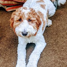 Goldendoodles from Homestead Family Doodles