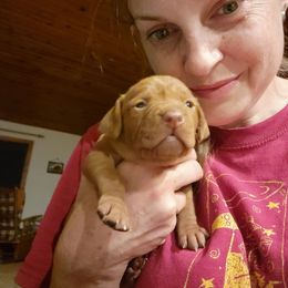 Boy 3 - Golden rust male Vizsla puppy in Springfield, Ohio from Amy's Vizslas
