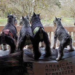 Miniature Schnauzers from Orchard Hill Miniature Schnauzers