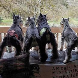 Miniature Schnauzers from Orchard Hill Miniature Schnauzers