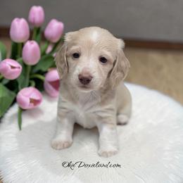 Snow - Cream female Dachshund puppy in Oklahoma City, Oklahoma from OkieDoxieland Dachshunds