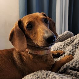 Piper - Dachshund