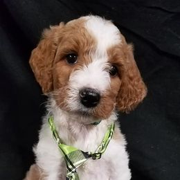 Bernedoodle, Goldendoodle, and Poodle Puppies from Granton Creek