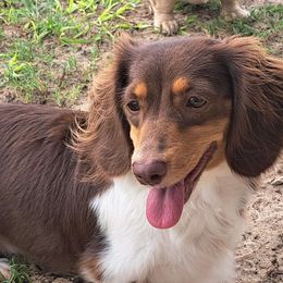 Molly - Dachshund