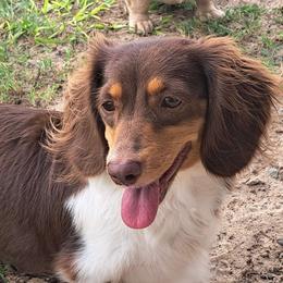Molly - Dachshund