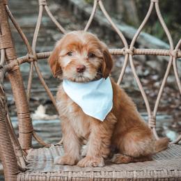 Churchill - Red  male Goldendoodle puppy in Fleming Island, Florida from Island Doodles