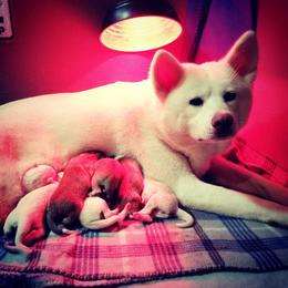 Japanese Akitainu Puppies from Four Seasons Akita (Shikisou)