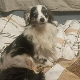 Toy Australian Shepherd puppies from Tater Tot aussies