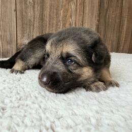 Female2 - Black and cream female German Shepherd puppy in Lebanon County, Pennsylvania from Regalimage