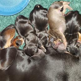Nutmeg - Red male Dachshund puppy in Tucson, Arizona from Luna May's daschunds