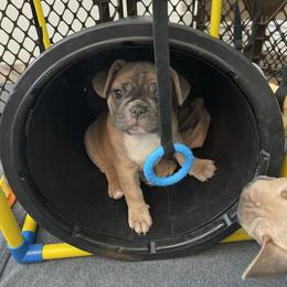 French Bulldog Puppies from Queenbeebullies